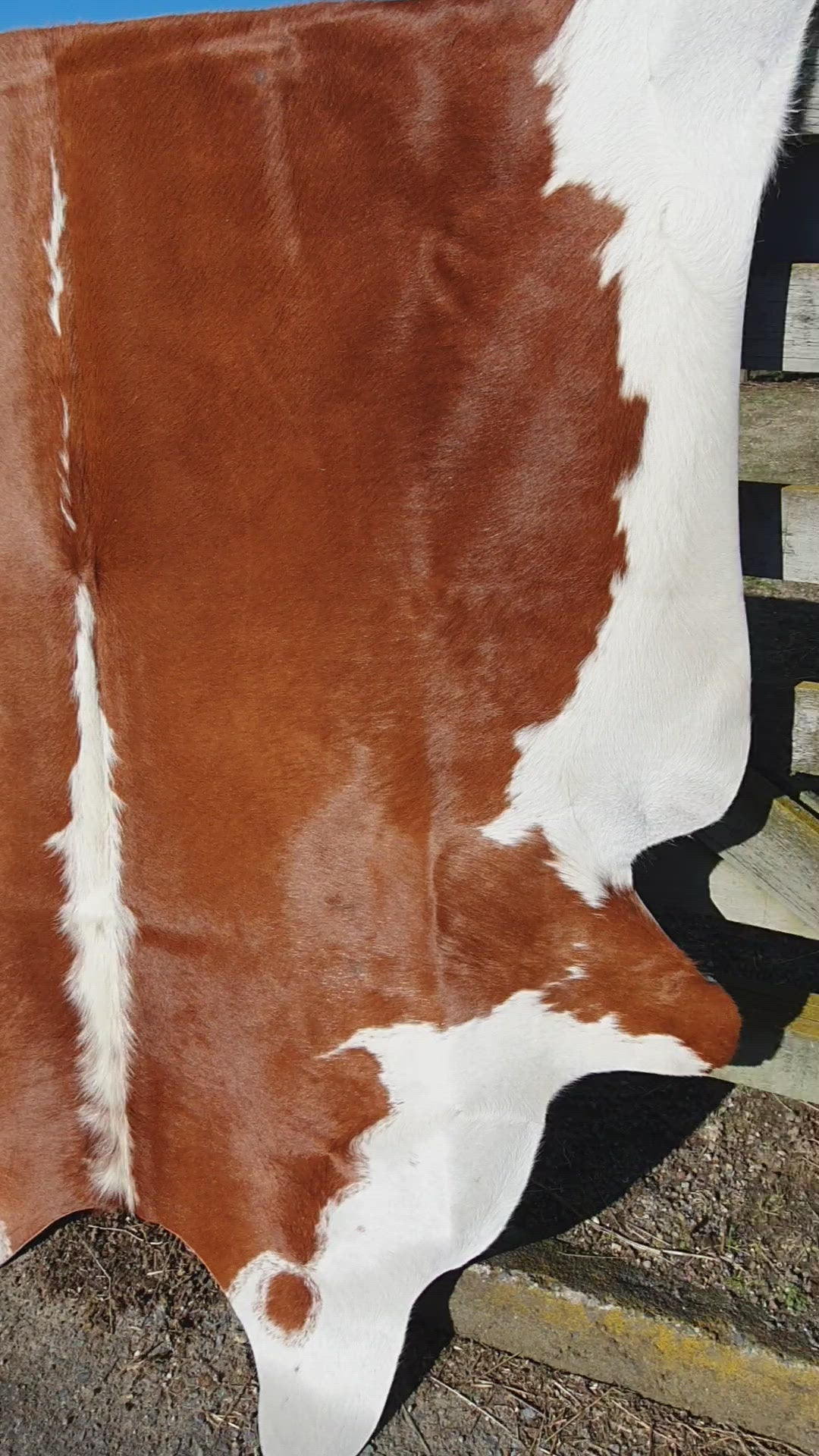 Natural Brazilian Cowhide  - Mocha & Ivory - This is a second.